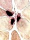 Neuromuscular Junctions