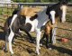 beautiful spotted draft filly