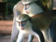 Monkey Sanctuary Conservation